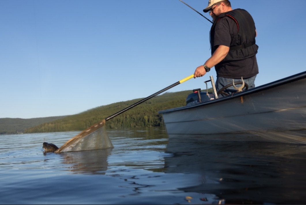 Catch me - if you can! Ammeråns Fiskecamp Jämtland camping